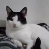 kelk9