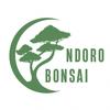 ndorobonsai