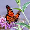 butterfly1_51