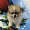maxxythepom