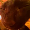 myxa_cam0gon