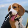 mysodacutiebeagle
