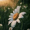 amirhamza5299