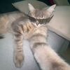 nnadia_2203