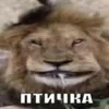 leks356559007