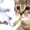 kuc_qwq