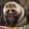 tanukiisadog