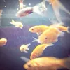 littlefish0001
