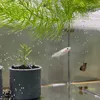 nnoe010