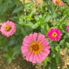 congthanh0040