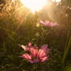 red_tulip8