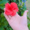 fatimasheikh7268