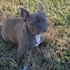 frenchie_bullmom