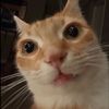 xymel_2