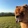 amber_thechow