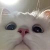 thanapol_055