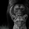 maor_694