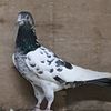 ammar_almeer4