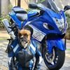 rohel015