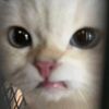 nyfzz__