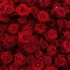 fatma__sweed