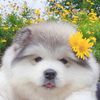 cato_sunny