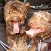 brown_brothers_br