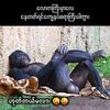ye.htet3369