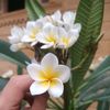 arwa.hassan466