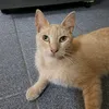 leo_capo11