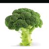 broccoliovenschotel