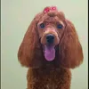 mia_lazova_2024
