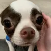 thugiaheo