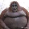 haokub
