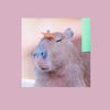 capybarasarcool