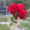 mustafaterpo115