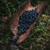 dead_leaves_