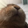 bunnsarekool