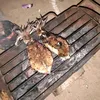 chandramalentang