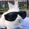 pana._..rabbit