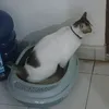 arinhaee