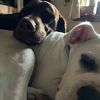 deepsouthdogs