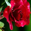 red.rose111