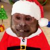 monito_capuchino777