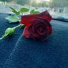 zahrat_el_jouri