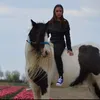 sdhorses