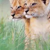 bahroz_xoshnaw2
