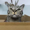 leonjulelu