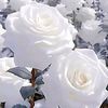 imadbazzi98