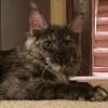 mishathemainecoon